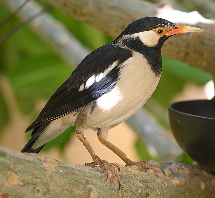 Asian Pied Starling Asian Pied Starling